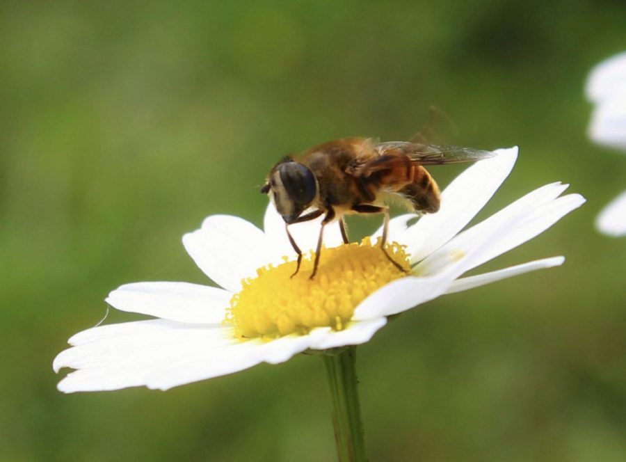 The truth about the birds and the bees