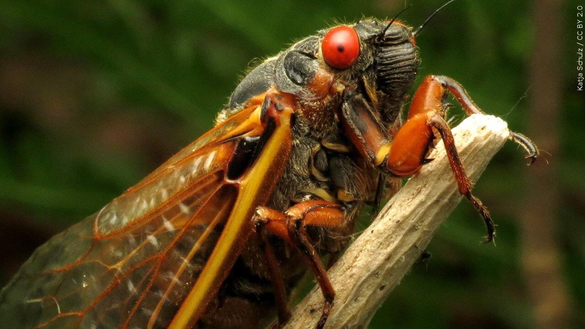 Are you ready for the Cicada-geddon invasion? 